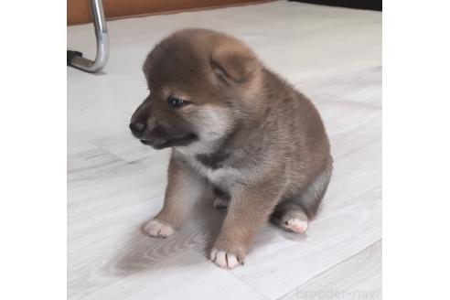 販売中の秋田県の柴犬-396400の5枚目